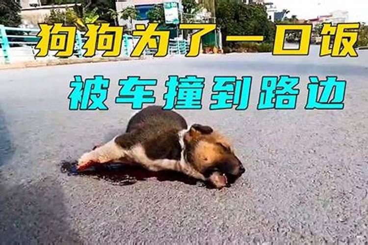 车撞到狗没死暗示着什么