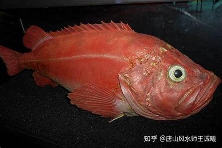 梦见红色的鱼是什么意思？