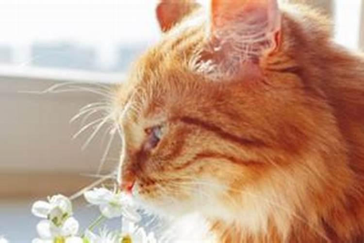 女人梦见猫是什么预兆女人做梦梦到猫什么意思