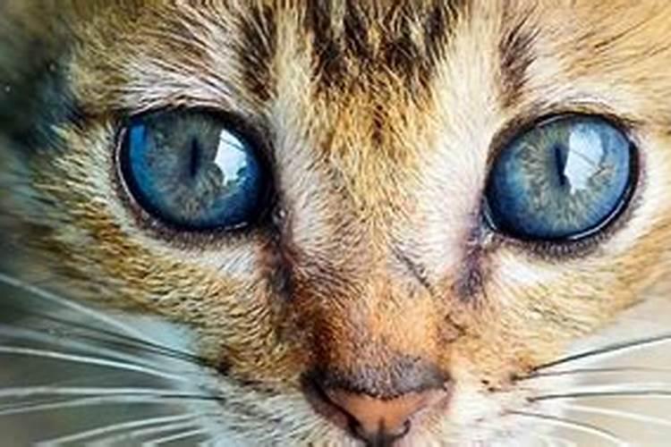 女人梦见猫是什么预兆