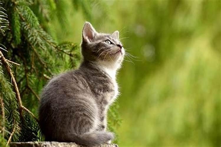 梦见猫是什么意思