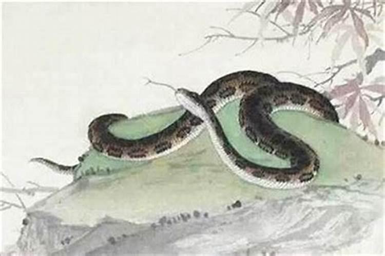 77年属蛇的一生有几次大劫,77年属蛇三大劫难