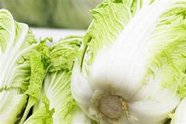 梦见白菜什么意思