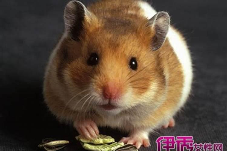 梦见老鼠扑向自己的预兆