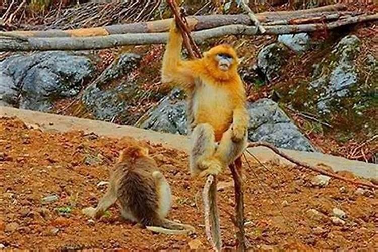 猴女鸡男结婚会幸福吗 男鸡女猴能过一辈子吗