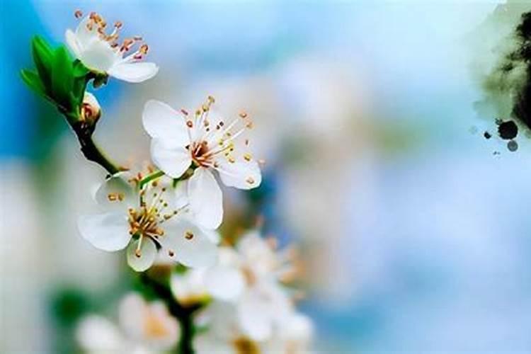 清明节佛教如何祭祀