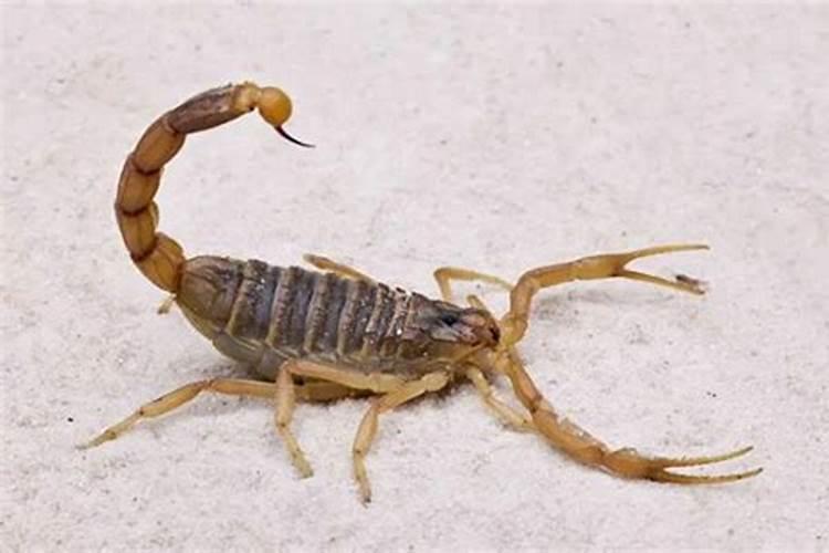 梦见踩死很多蝎子的预兆