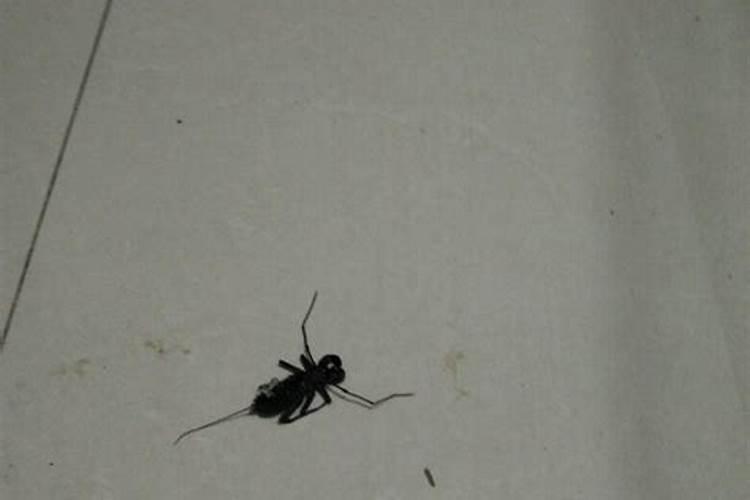 梦见自己踩死蝎子