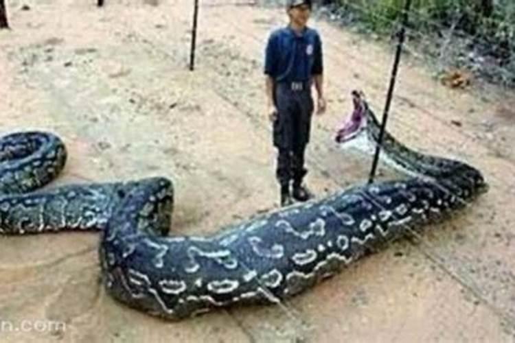 梦见吃大蟒蛇是什么意思？