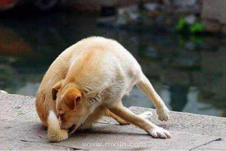 为什么本命年特别倒霉