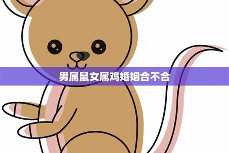 属鸡女和属鼠男的婚配好吗,属鸡的女性和属鼠的男性相配吗