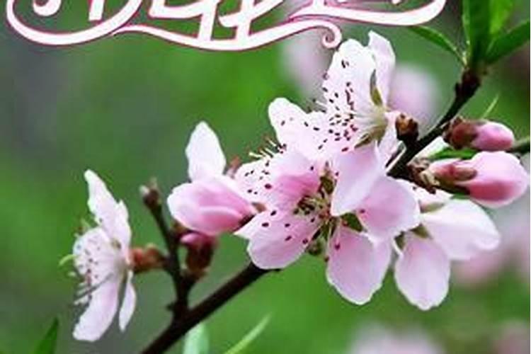 如何巧妙躲避烂桃花