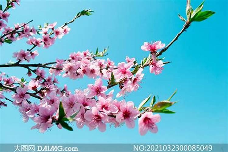 虎年本命年用语,本命年真的会不顺吗