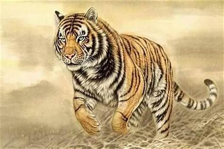 属虎的贵人和小人,属虎的天生注定有2个贵人