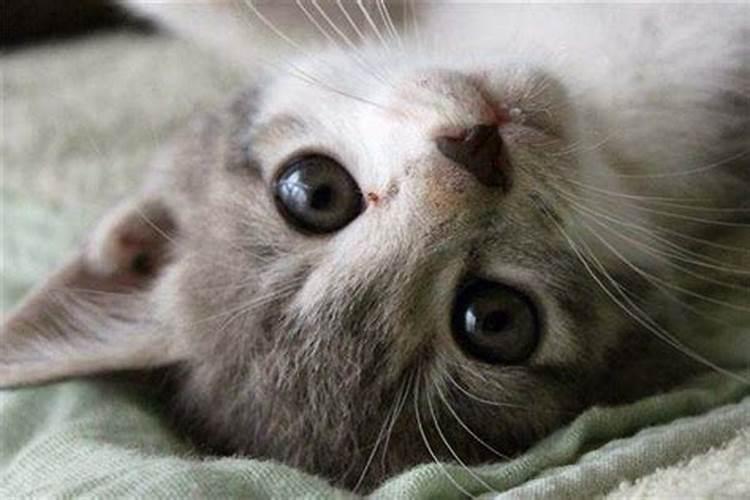 梦见被猫咬是什么预兆 梦见被猫咬是什么意思