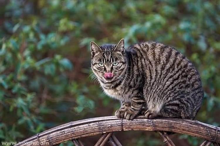 做梦梦到被猫咬是什么意思 做梦梦到被猫咬预兆什么