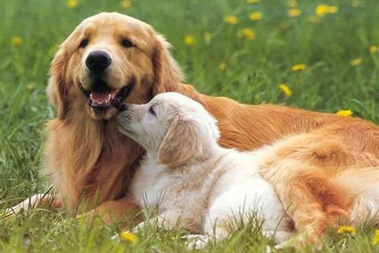 猪年犯太岁的生肖 2019犯太岁的生肖化解？