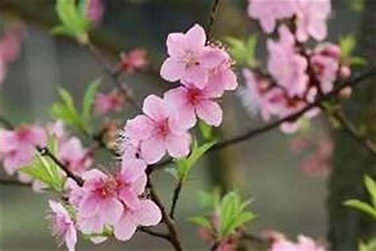 桃花红艳煞怎么化解