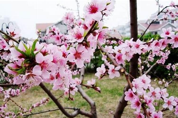 民间五种破桃花运的方法,什么方法最好