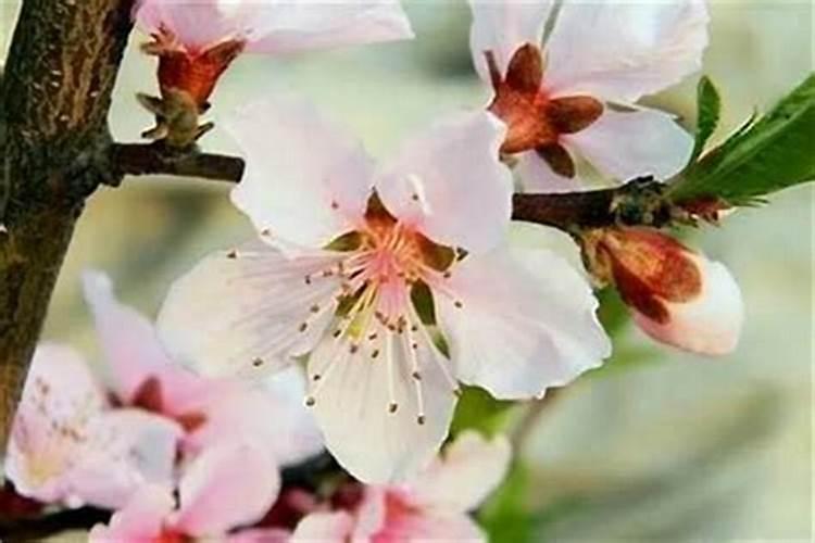 丈夫犯桃花有什么办法破解