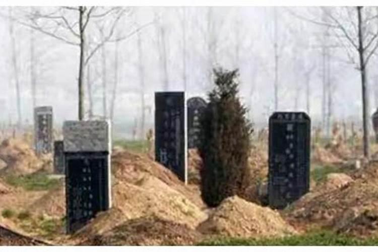 2025属兔今年有一难是什么