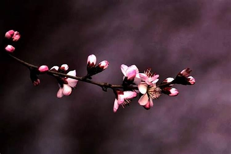 清明节带什么供品好 带什么供品好清明节