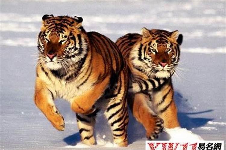 做梦梦见鸟是什么意思？
