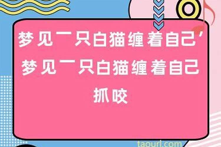 梦见白猫怎么打都不走 追我