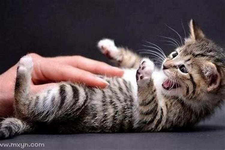 梦见自己被猫咬了手是什么兆头