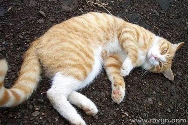 女人梦到被猫咬手了