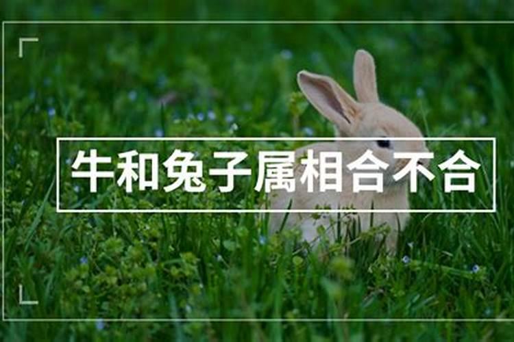 属兔女和属牛男相配吗男属牛和女属兔子合婚吗