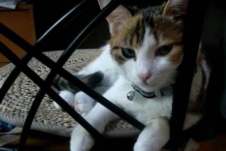 女人梦到猫往身上扑咬自己是什么预兆