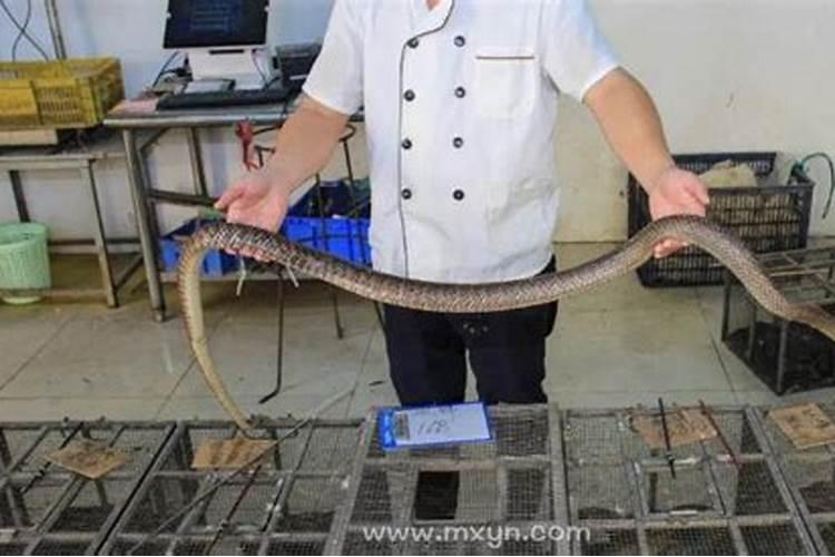 梦见把蛇弄死了的预兆