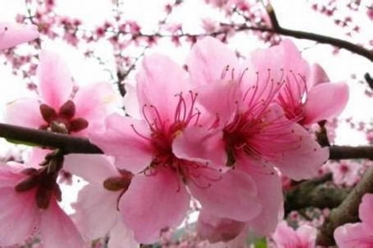 养什么植物最旺桃花运？