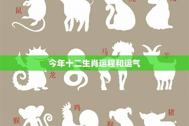 今年是什么属相年2024年运势