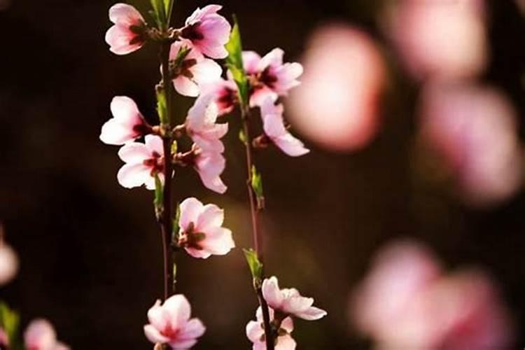 桃花很旺是什么意思!