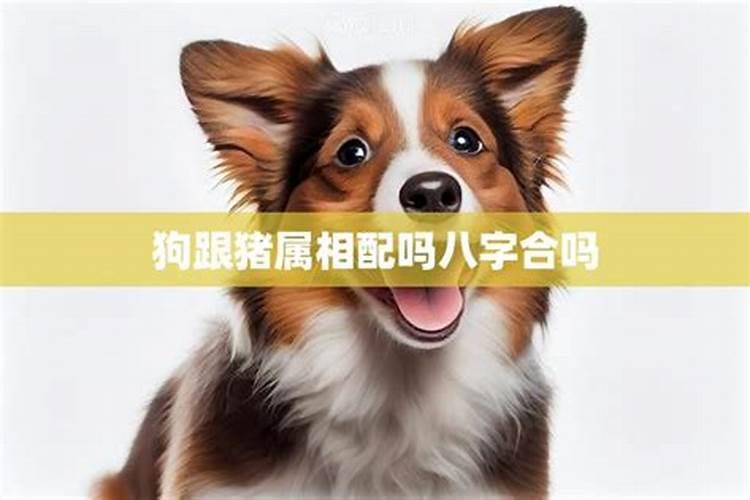 生肖婚配中,94狗和95猪八字合不合？