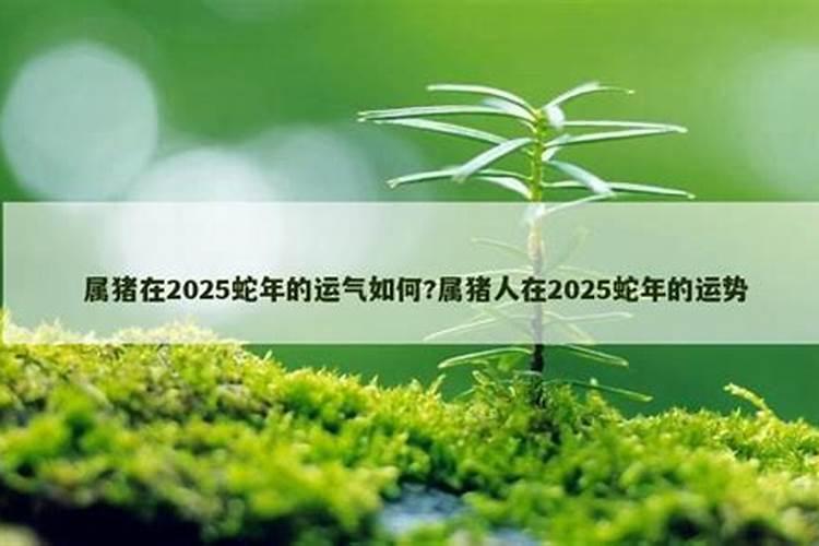 71年属猪男2025年运势