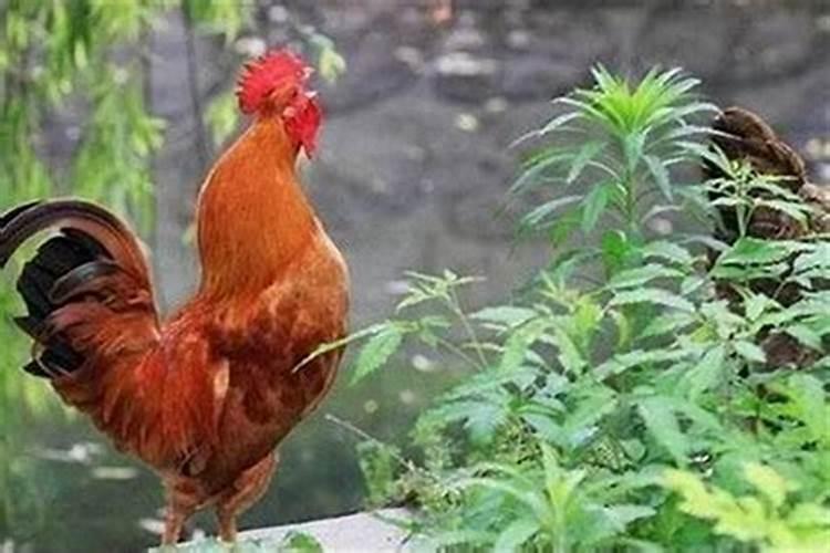属鸡的和什么属相最配