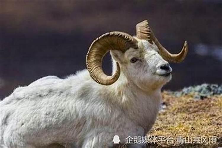 196几年属羊