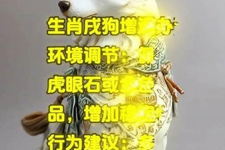 82属狗将来5年运势运程解析？