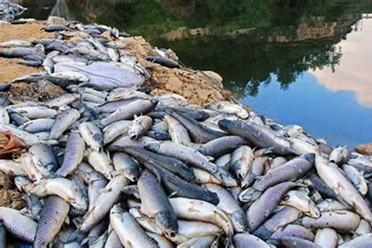 梦见海里漂浮着死人的预兆