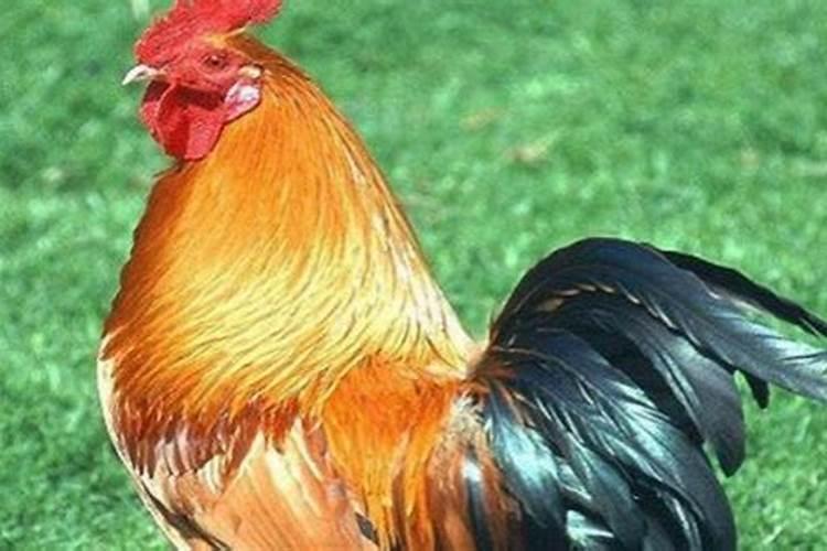 1969年男2025年每月运势