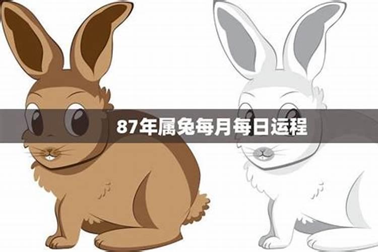 1987年属兔2025年的运势及运程如何