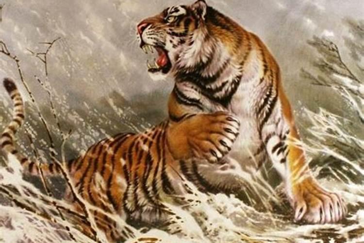 梦见老虎是什么意思周公解梦原版原文