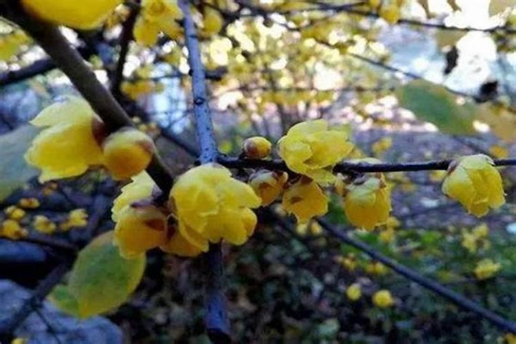无锡过年习俗(从腊月写到元宵以后)
