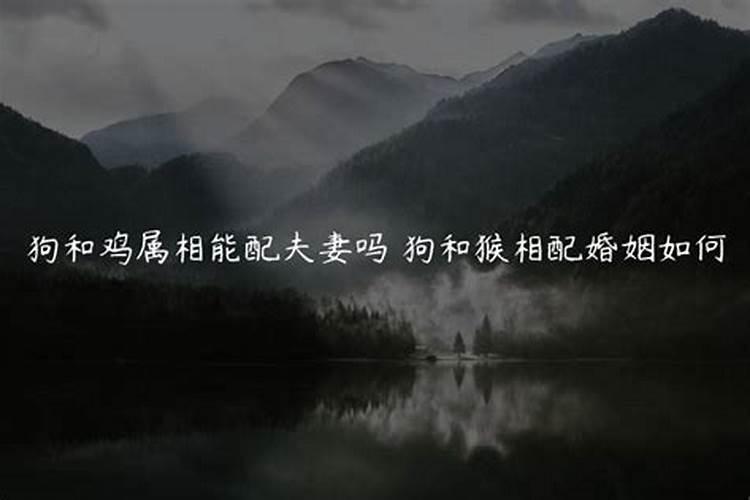 属鸡和属狗的合不合