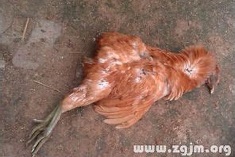 什么是孤鸾煞,命犯孤鸾煞的人容易婚姻不顺？