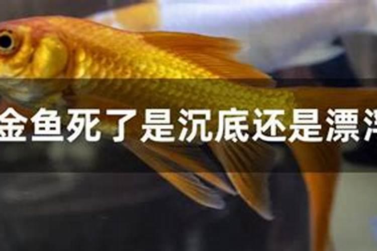 解梦 梦到家里一条红色金鱼一直跳出鱼缸 我去抓了好多次 最后被我不...