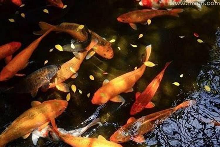 梦见象鼻虫在水瓶中游水的预兆